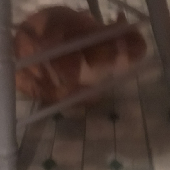 Cat - Picture 4 of 4